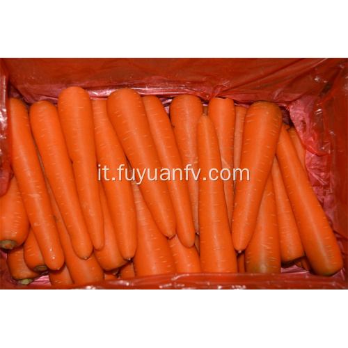 Carota fresca di Shandong in vendita